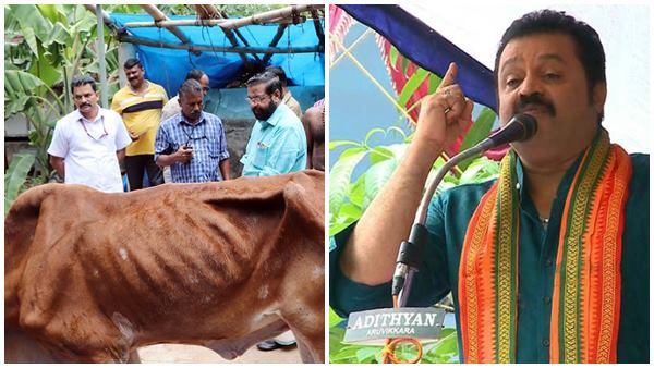 എല്ലും തോലുമായി തലസ്ഥാനത്തെ ഗോശാലയിൽ പശുക്കൾ, സുരേഷ് ഗോപി അടങ്ങുന്ന ട്രസ്റ്റ് വിവാദത്തിൽ!