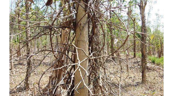 കുടിയേറ്റ മേഖലയില്‍ വരള്‍ച്ചാ ലഘൂകരണത്തിന് 6.98 കോടി രൂപയുടെ പദ്ധതി; പരിഹാരവമാകുന്നത് പ്രദേശവാസികളുടെ നിരന്തരമായ ആവശ്യം