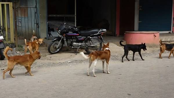 അടിമാലിയില്‍ തെരുവ്‌നായ ശല്യം രൂക്ഷം: രാത്രികാലങ്ങളല്‍ ടൗണില്‍ ഭീകരാന്തരീക്ഷം!!