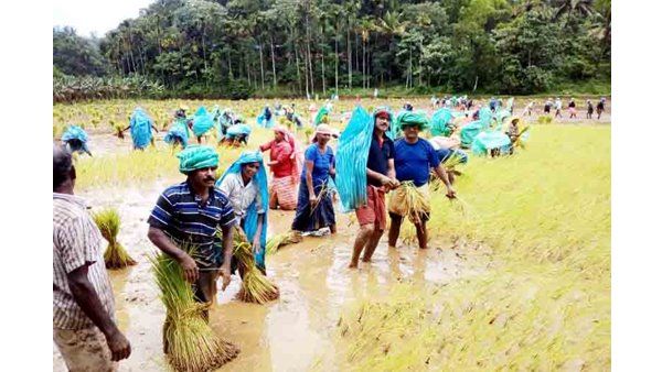 വേറിട്ട അനുഭവമായി എടത്തന തറവാട്ടിലെ വിളനാട്ടിയുത്സവം; പങ്കെടുത്തത് 242 കുടുംബാംഗങ്ങള്‍, മുതിർന്നവരും ചെറുപ്പക്കാരും ആർപ്പു വിളികളോടെ വയലിൽ...