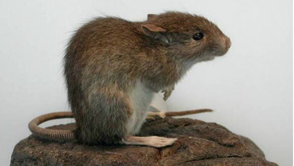 പ്രളയത്തിന് പിന്നാലെ എലിപ്പനി; 70 പേർക്ക് രോഗം സ്ഥിരീകരിച്ചു, രണ്ട് മരണം!