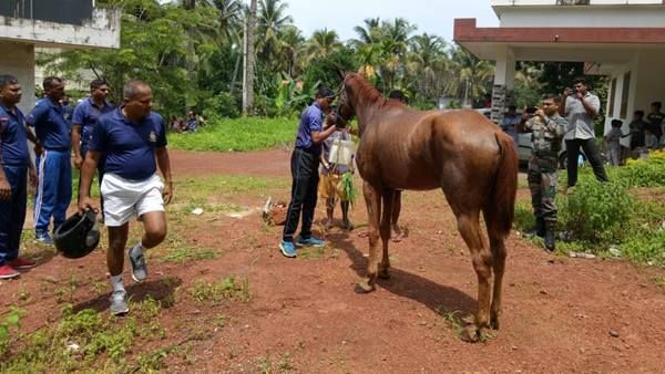 ഏഴിമല നാവിക അക്കാദമിയില്‍ നിന്നും പുറത്തുചാടിയ കുതിരയെ മണിക്കൂറുകള്‍ക്കുള്ളില്‍ തളച്ചു