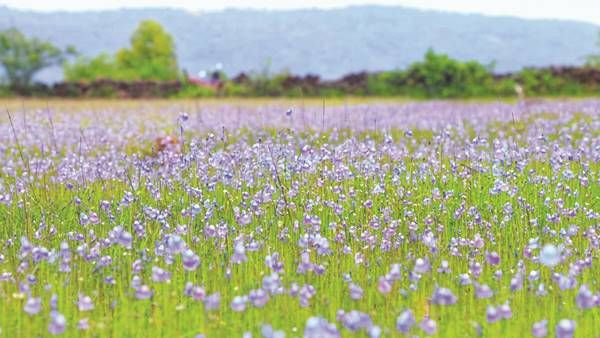 ഓണത്തിനു മുന്‍പെ കാക്കപ്പൂ വിരിഞ്ഞു: മാടായിപാറയില്‍ കാഴ്ചയുടെ വസന്തം! നിറമണിയിച്ച് ചൂതും ആകാശനീലിയും
