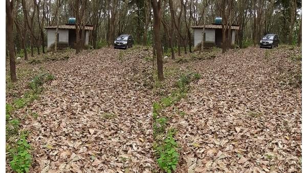 പ്രളയത്തില്‍ മരങ്ങളുടെ ഇല ചീഞ്ഞു കൊഴിഞ്ഞു: കണ്ണൂരില്‍ റബ്ബര്‍ കര്‍ഷകര്‍ക്ക്‌ കോടികളുടെ നഷ്ടം!!