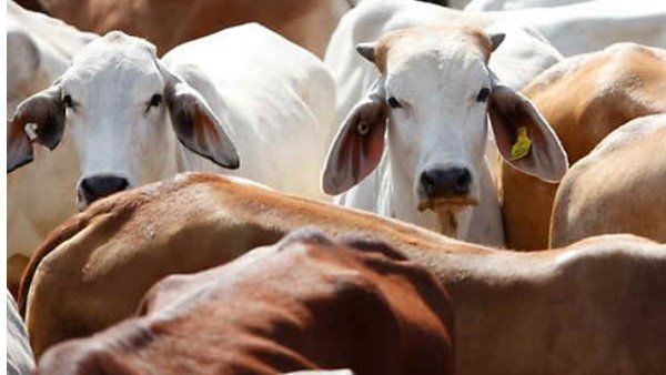 ക്യാന്‍സർ മരുന്നുകളിലടക്കം ഗോമൂത്രത്തിന്റെ സാധ്യത പരിഗണിക്കുമെന്ന് കേന്ദ്രന്ത്രി!