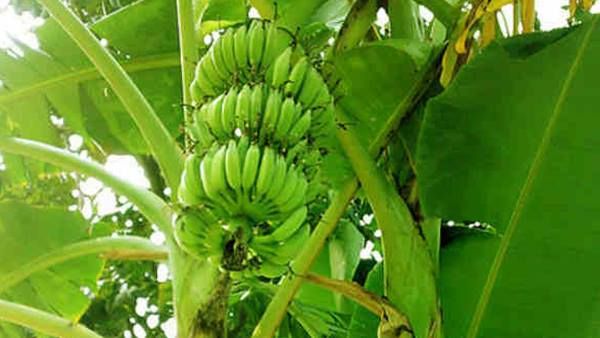 ഇന്ത്യന്‍ വാഴ കൃഷിക്ക് ഭീഷണിയായി കാലാവസ്ഥാ വ്യതിയാനവും ആഗോളതാപനവും