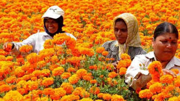 ഓണോഘോഷം മലയാളികള്‍ക്ക്; പ്രതീക്ഷ അന്യസംസ്ഥാനങ്ങളിലെ പൂ കര്‍ഷകര്‍ക്ക്