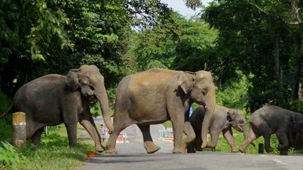 ആറളം ഫാമിനെ രക്ഷിക്കാൻ അടിയന്തര നടപടിയുമായി സർക്കാർ, പുതിയ എംഡിയെ നിയമിച്ചു
