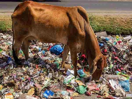 പ്ലാസ്റ്റിക് കവറും മാലിന്യങ്ങളും: പശുവിന്റെ വയറ്റില്‍ നിന്നും നീക്കം ചെയ്തത് 45 കിലോ പ്ലാസ്റ്റിക്ക്