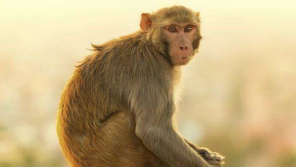 കുരങ്ങൻ വെടിയേറ്റ് മരിച്ചു; മരിച്ചത് ഹനുമാന്റെ പ്രതീകം, സംഘർഷ സാധ്യത, ശക്തമായ സുരക്ഷയൊരുക്കി പോലീസ്!