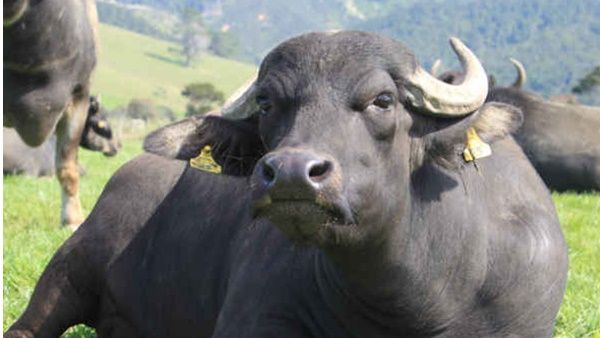 കാട്ടുപോത്തിനെ വേട്ടയാടിക്കൊന്ന കേസ്: പ്രതികള്‍ ഉപയോഗിച്ച വാഹനവും ആയുധങ്ങളും കണ്ടെടുത്തു