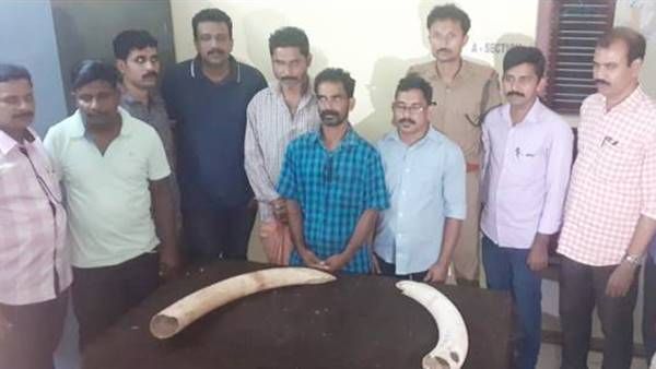 ആനക്കൊമ്പുമായി മൂന്നംഗ സംഘം പിടിയിലായി:വനംവകുപ്പിന്റെ നീക്കം രഹസ്യവിവരത്തിന്റെ അടിസ്ഥാനത്തില്‍