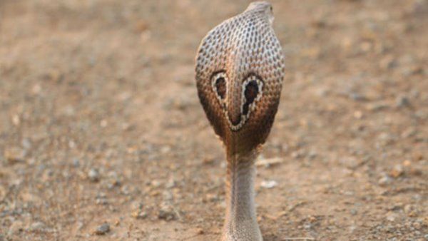 അവിഹിത ബന്ധം എതിർത്തു; ഭർതൃമാതാവിനെ പാമ്പിനെകൊണ്ട് കടിപ്പിച്ചു, ഒരു മാസത്തിന് ശേഷം പിടിയിൽ