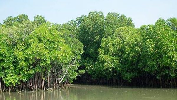 മിഷൻ മാൻ ഗ്രൂവ് പദ്ധതി: വനം വകുപ്പിന് ഏറ്റവും കൂടുതൽ കണ്ടൽ വനങ്ങൾ ലഭിച്ചത് കണ്ണൂർ ജില്ലയിൽ