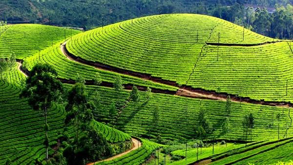 കൊറോണ: മൂന്നാറിൽ അതീവ ജാഗ്രത, വിദേശ ബുക്കിംഗ് നിർത്തിവെച്ചു, നിലപാട് കടുപ്പിച്ച് സർക്കാർ..