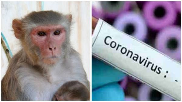 കുരങ്ങിൽ നിന്ന് മനുഷ്യനിലേക്കുള്ള ദൂരം! അത്രയേ ഉള്ളൂ കൊവിഡിനെ തോൽപിക്കാൻ... ചൈനയുടെ നേട്ടം ഇങ്ങനെ...