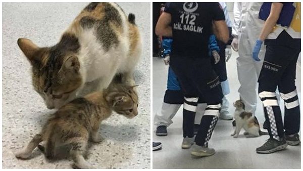 കുഞ്ഞിനെ ചികിത്സിക്കണം,ആശുപത്രിയിലെത്തി അമ്മ പൂച്ച!! അമ്പരന്ന് ഡോക്ടർമാർ, കൗതകമുണർത്തി ചിത്രങ്ങൾ