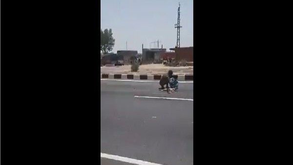 വിശപ്പ് സഹിക്കാന്‍ വയ്യ; ചത്ത നായയെ തിന്നുന്നു... നെഞ്ച് തകര്‍ക്കുന്ന വീഡിയോ