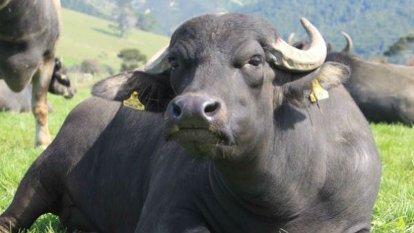 കശാപ്പിനെത്തിച്ച പോത്ത് ഇടഞ്ഞോടി, ഇടി കിട്ടിയത് ഫയര്‍ഫോഴ്‌സിനും പോലീസിനും, ഒടുവില്‍ സംഭവിച്ചത്!!