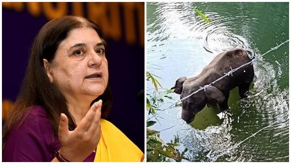 ആന ചെരിഞ്ഞത് പാലക്കാട്, മലപ്പുറത്തിനെതിരെ മനേക ഗാന്ധി! 'റോഡിലേക്ക് വിഷമെറിഞ്ഞ് കൊല്ലുന്നവർ'