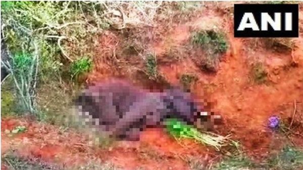 സ്‌ഫോടക വസ്തു കടിച്ച് വായ തകര്‍ന്ന ആന ചരിഞ്ഞു; വീണ്ടും പാലക്കാടേതിന് സമാന സംഭവം