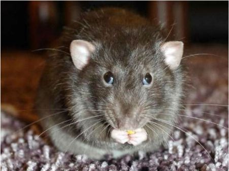 എലിപ്പനി വ്യാപകമാകാന്‍ സാധ്യത, ഈ ലക്ഷണങ്ങള്‍ കണ്ടാല്‍ ഡോക്ടറെ കാണുക; നിർദ്ദേശങ്ങളുമായി ആരോഗ്യവകുപ്പ്