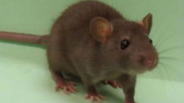 വയനാട്ടില്‍ കോവിഡിന് പിന്നാലെ എലിപ്പനിയും പടരുന്നു... ഇന്നലെ മാത്രം രോഗം സ്ഥിരീകരിച്ചത് 4 പേര്‍ക്ക്!