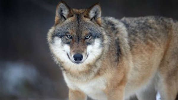 ചെന്നായ ഭീതിയില്‍ തെന്മല... നാട്ടുകാരെ കടിച്ച ചെന്നായക്ക് പേവിഷ ബാധ, വനംവകുപ്പ് പറയുന്നത്!!