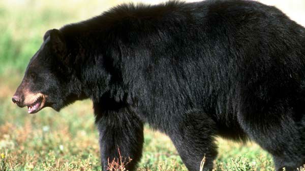 നാട്ടിലിറങ്ങിയ കരടിയെ കണ്ട് ഞെട്ടി ജനങ്ങള്‍... എത്തിയത് തേനിച്ചക്കൂടുകള്‍ തേടി,നെട്ടോട്ടം!!