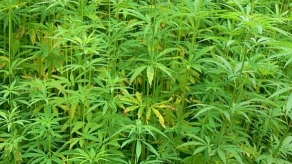 പൊലീസ് തടഞ്ഞ് അവര്‍ തന്നെ ബാഗില്‍ കഞ്ചാവ് വെച്ചു.. ശേഷം 2500 രൂപ വാങ്ങി പോയി; പരാതിയുമായി യുവാവ്