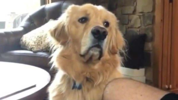 അമേരിക്കയില്‍ ആദ്യമായി കോവിഡ് ബാധിച്ച നായ ചത്തു... മനുഷ്യരില്‍ കാണുന്ന അതേ ലക്ഷണങ്ങള്‍!!