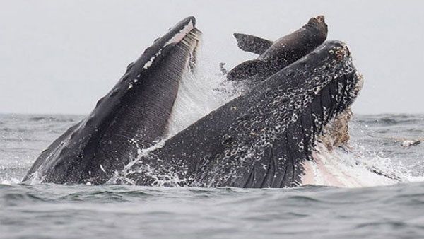 തഹ്ലീഖ വീണ്ടും ഗര്‍ഭിണിയായി!!! ചത്ത കുഞ്ഞിനെ 17 ദിവസം കൂടെചേര്‍ത്ത് ആയിരം മൈൽ നീന്തിയവള്‍... ആരാണവൾ?