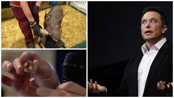 ഓർമക്കുറവ് മുതൽ വിഷാദം വരെ... മസ്തിഷ്‌ക പ്രശ്‌നങ്ങൾക്കെല്ലാം മസ്‌കിന്റെ 'ലിങ്ക്'? പന്നിയുമായി ഡെമോ