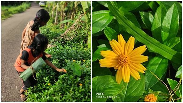 കണ്ണൂരിലെ പൂക്കളങ്ങള്‍ക്ക് നിറമേകാന്‍ ജില്ലാപഞ്ചായത്ത്: ഒരു കുട്ട പൂവ് പദ്ധതി ലക്ഷ്യത്തിലേക്ക്