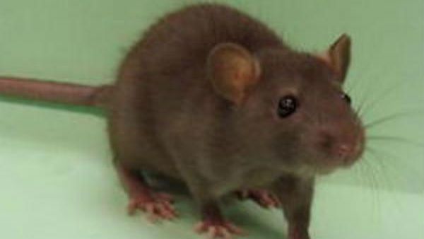 കോവിഡിനൊപ്പം മറ്റൊരു ഭീതിയില്‍ വയനാട്... എലിപ്പനി ബാധിച്ചവരുടെ എണ്ണം കുതിക്കുന്നു, 21 പേര്‍!!