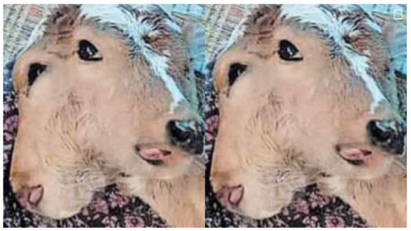 കോഴിക്കോട്ട് ഇരട്ടത്തലയുള്ള പശുക്കിടാവ്, അമ്പരന്ന് നാട്ടുകാർ, അതിശയിപ്പിക്കുന്ന മറ്റൊരു പ്രത്യേകതയും