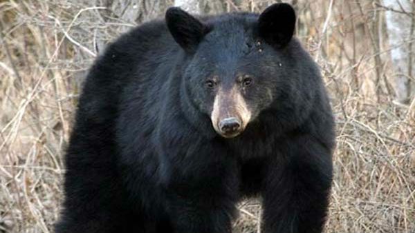 പിടികൊടുക്കാതെ കൊല്ലത്തെ കരടി, ദിവസങ്ങളായി നിർത്താതെ തിരച്ചിൽ, കാട് കയറിയെന്ന് വനംവകുപ്പ്