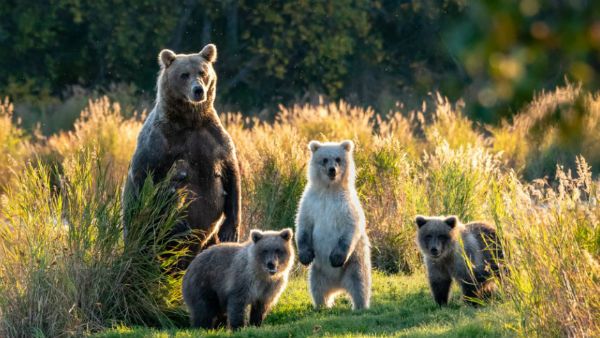 36 വര്‍ഷം കൊണ്ട് മൂന്നില്‍ രണ്ട് ഭാഗം, വന്യജീവി സമ്പത്ത് വംശനാശ ഭീഷണിയില്‍, എല്ലാത്തിനും കാരണം...
