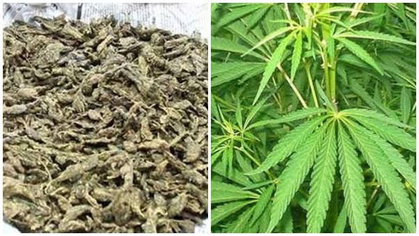 കഞ്ചാവ് മാഫിയയിലെ 'മൂന്ന് ഷാജിമാർ'!!! കഞ്ചാവിൽ നിന്ന് 'തേന്‍ സ്വര്‍ണം' ഉണ്ടാക്കിയ അക്ഷയ ഷാജി പിടിയിൽ