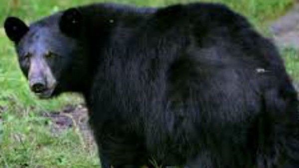 മലപ്പുറത്ത് ജനങ്ങളെ ഭീതിയിലാഴ്ത്തിയ കരടി നിരീക്ഷണത്തില്‍; ശരീരത്തില്‍ മറിവ്