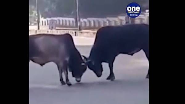 തൃശൂര്‍ നഗരത്തെ അമ്പരപ്പിച്ച് കാളക്കൂറ്റന്മാരുടെ പോര്; വീഡിയോ സോഷ്യല്‍ മീഡിയയില്‍ വൈറല്‍