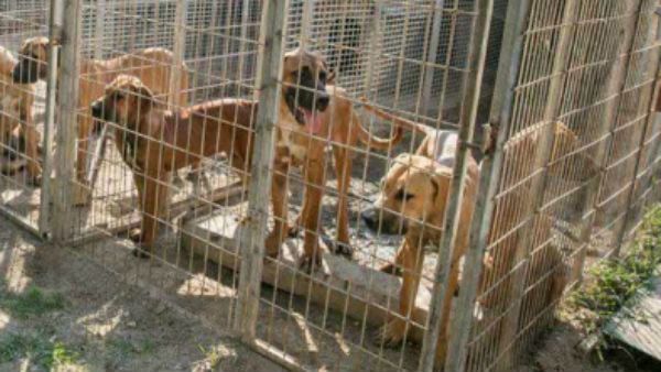 പട്ടി മാംസത്തിന് നിരോധനം: നാഗാലാന്‍ഡ് സര്‍ക്കാരിന്റെ നടപടി സ്റ്റേ ചെയ്ത് ഗുവാഹത്തി ഹൈക്കോടതി!!