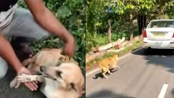 നായയെ കെട്ടിവലിച്ചയാളെ അറസ്റ്റ് ചെയ്തു, ലൈസന്‍സ് റദ്ദാക്കും, മുഖമടച്ച് ഒന്ന് കൊടുക്കണമെന്ന് സതീശന്‍!