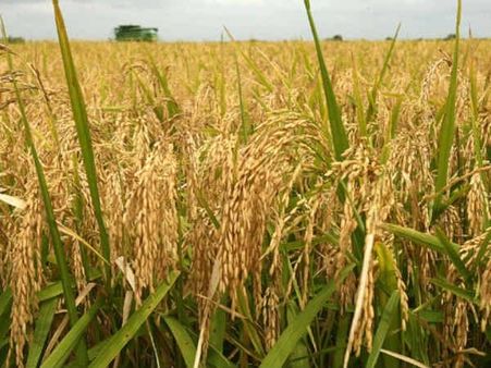 ഒന്നാംഘട്ട നെല്ല് സംഭരണം: തൃശൂരിൽ സപ്ലൈകോ സംഭരിച്ചത് 8.33 കോടി രൂപ മൂല്യമുള്ള നെല്ല്