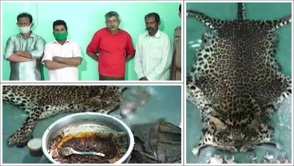 കെണിയൊരുക്കിയത് ഇരുമ്പ് കേബിളിൽ; 40 കിലോ തൂക്കമുള്ള 6 വയസുള്ള പുള്ളിപ്പുലി, എല്ലാം കൃത്യമായ പ്ലാനിംഗിൽ