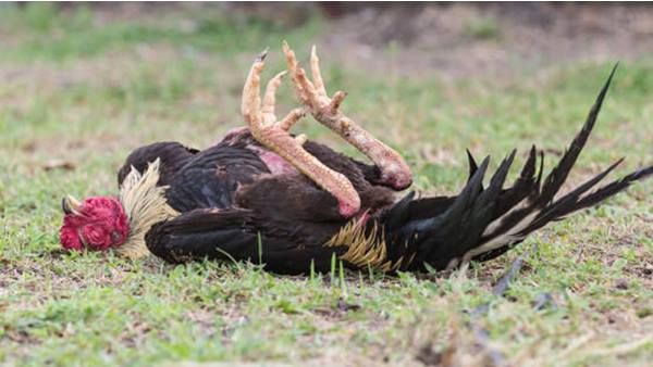 മട്ടന്നൂരിൽ കോഴികൾ കൂട്ടത്തോടെ ചത്തു: പക്ഷിപ്പനി സ്ഥിരീകരിച്ചിട്ടില്ലെന്ന് മൃഗസംരക്ഷണ വകുപ്പ്