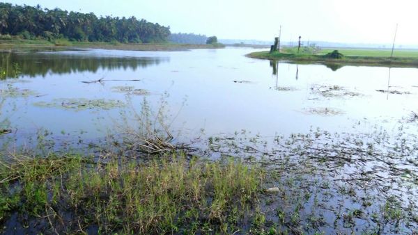 മങ്ങാട് ആനക്കുണ്ട് ബണ്ടിന് ബജറ്റിൽ പരിഗണന; കര്‍ഷകര്‍ക്ക് ആശ്വാസം