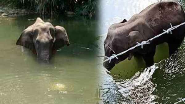 ആനക്കാംപൊയിലില്‍ കാട്ടാന കിണറ്റില്‍ വീണു; രക്ഷാ പ്രവര്‍ത്തവുമായി വനം വകുപ്പും നാട്ടുകാരും