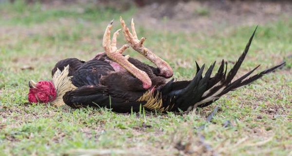 പക്ഷിപ്പനി: രോഗബാധിത പ്രദേശങ്ങളിൽ മൂന്ന് മാസത്തേക്ക് കർശന ജാഗ്രത പാലിക്കണമെന്ന് കേന്ദ്ര സംഘം
