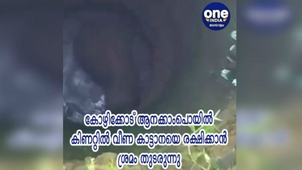 ആനക്കാംപൊയിലില്‍ ആന പൊട്ടക്കിണറ്റില്‍ വീണു, വന്‍ പരിശ്രമം, ഒടുവില്‍ പുറത്തെത്തിച്ചു